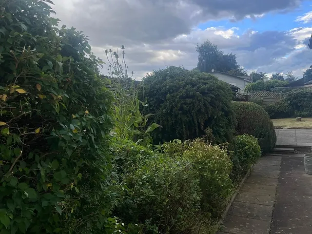 A tidy, well-maintained garden with clipped shrubs and a clean path.
