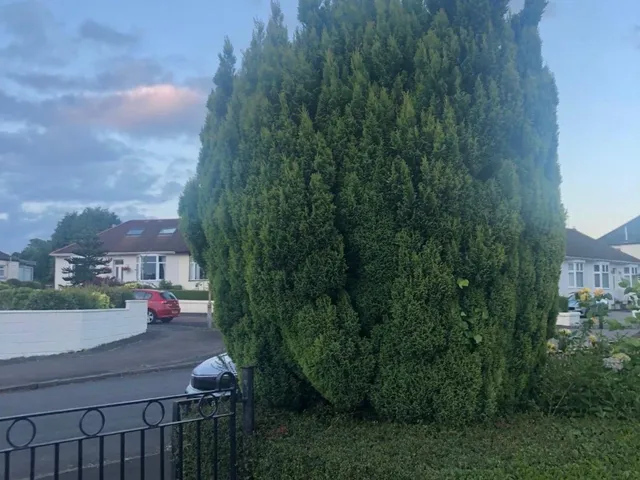 A large, neatly shaped garden hedge trimmed square by the Oasis team.