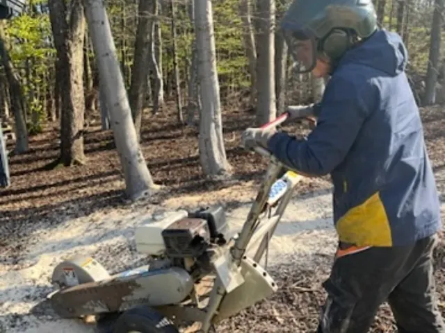Gio grinding out a tree stump with a specialist stump grinder.