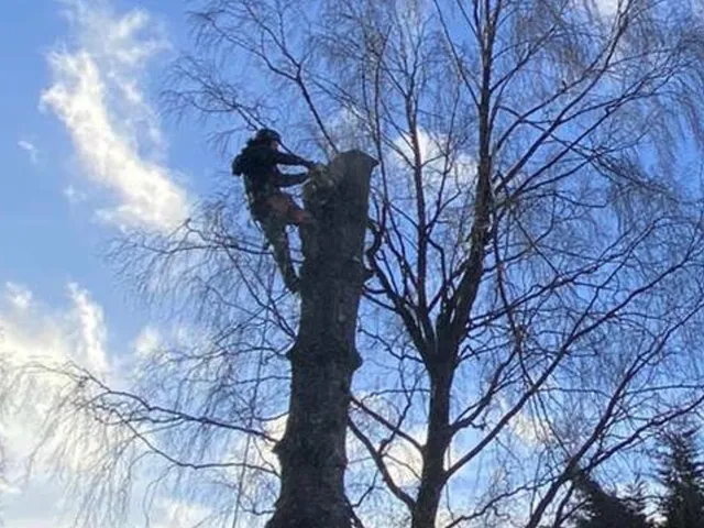 An Oasis tree surgeon roped high up in a tall tree carrying out crown work.