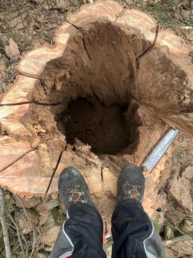 Looking down into the cut stump of a felled tree, its centre rotted away to a deep hollow, with the tree surgeon's boots at the edge for scale.